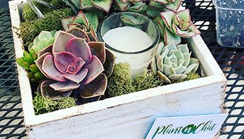 Succulents and white candle in a white box