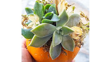 Orange pumpkin topped with green succulents