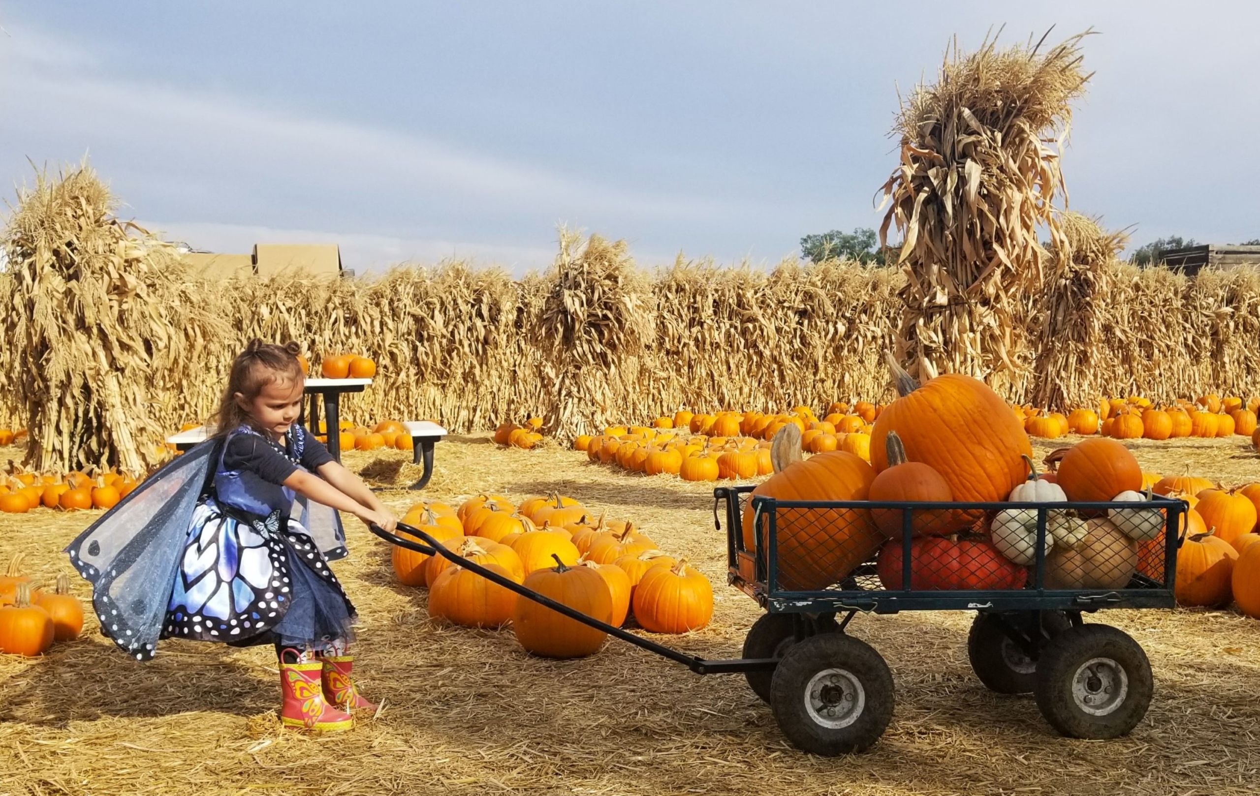 Little girl in a butterfly costume pulls pumpkin wagon through LJB pumpkin patch.