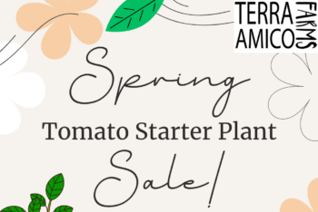 Spring Sale! Tomato Starter Plants at Terra Amico Farms